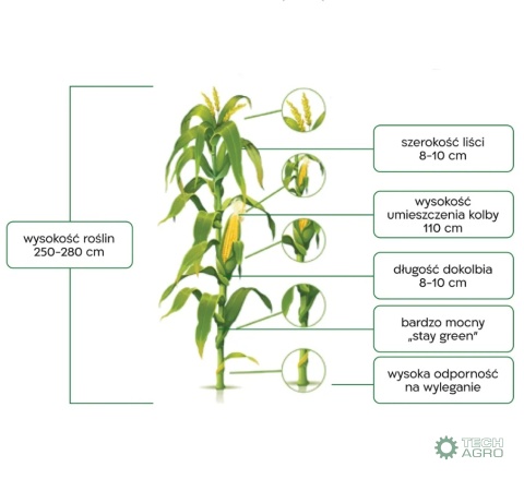 Kukurydza Ukiel 50 tys.nasion