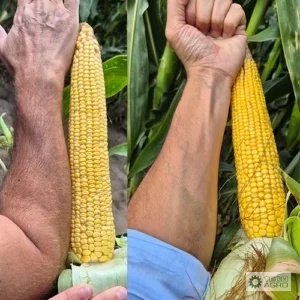 Kukurydza Goliath C1 80 tys.nasion Korit 420 FS