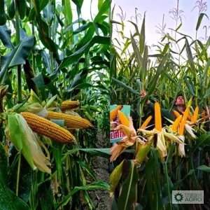 Kukurydza Goliath C1 80 tys.nasion Korit 420 FS