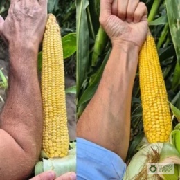 Kukurydza Goliath C1 80 tys.nasion